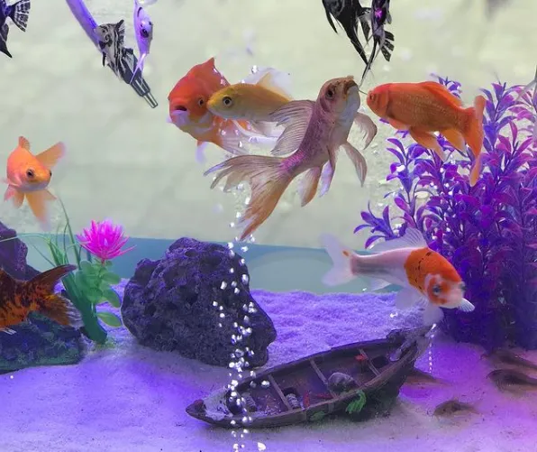 Manyas Petshop foto 2