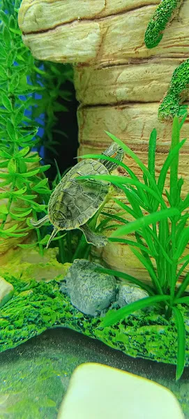 Evcil Dostum Pet Shop foto 2
