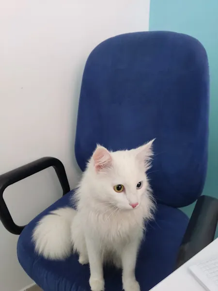 Merkez Veteriner Kliniği foto 2