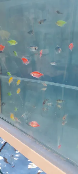 Anka pet Shop foto 2