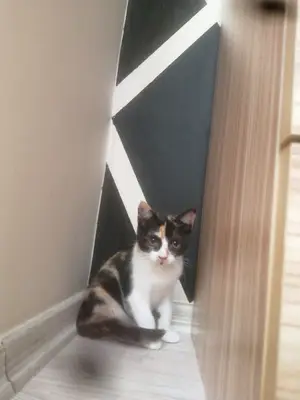 Mis Pet Otel fotoğrafı