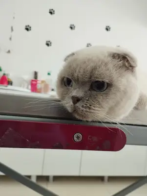 Pet Veteriner Kliniği