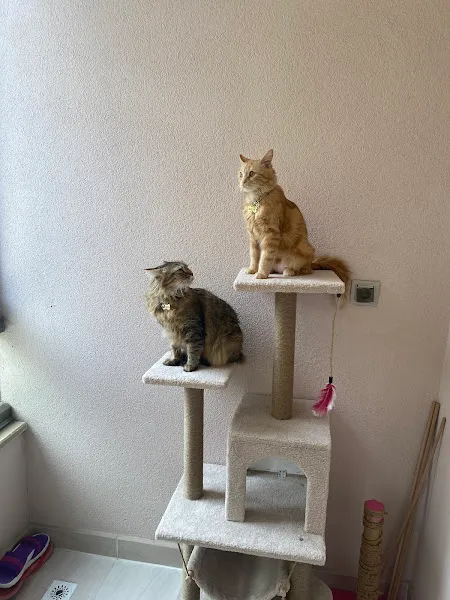 Firat Veteriner Kliniği foto 2