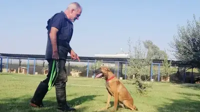 Adana Köpek Eğitim Merkezi