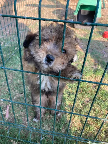 Adana Köpek Eğitim Merkezi foto 2