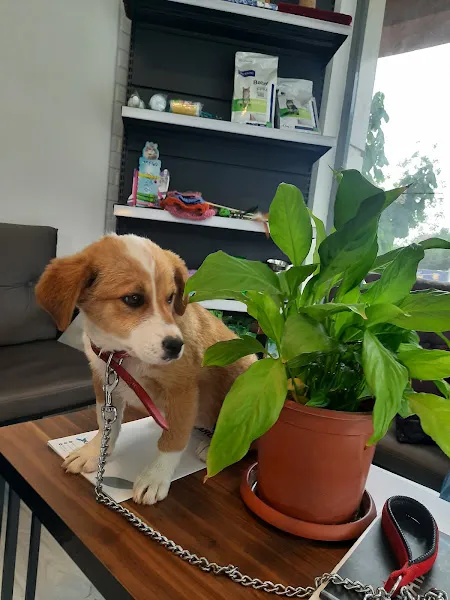 Çorum Empati Veteriner Kliniği foto 2