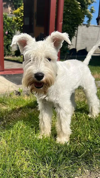 Denizli Köpek Oteli foto 1