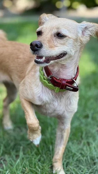 Denizli Köpek Oteli foto 2