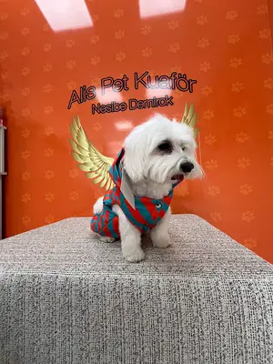 Alis Pet Kuaför fotoğrafı