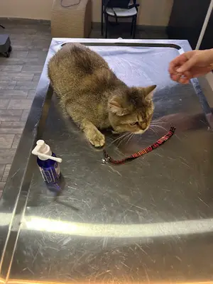 Gümüş Veteriner Muayenehanesi