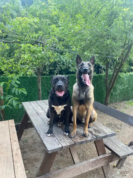 Dog Paradise Köpek Eğitim & Hizmetleri foto 2