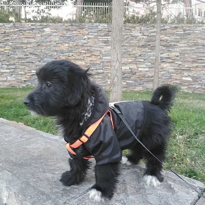 MAC Academy Köpek Eğitim Merkezi fotoğrafı