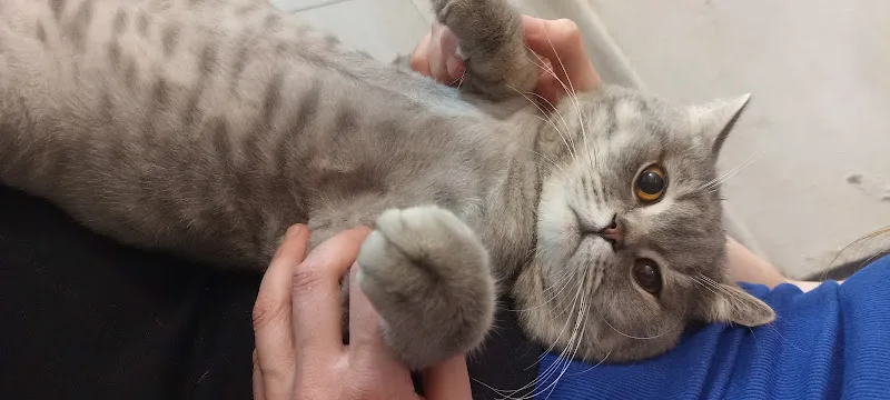 ELpet Veteriner Kliniği foto 2