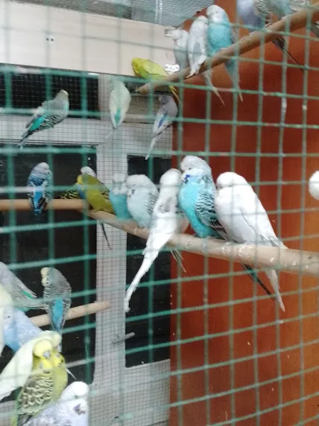 Bingöl candostlar petshop foto 2