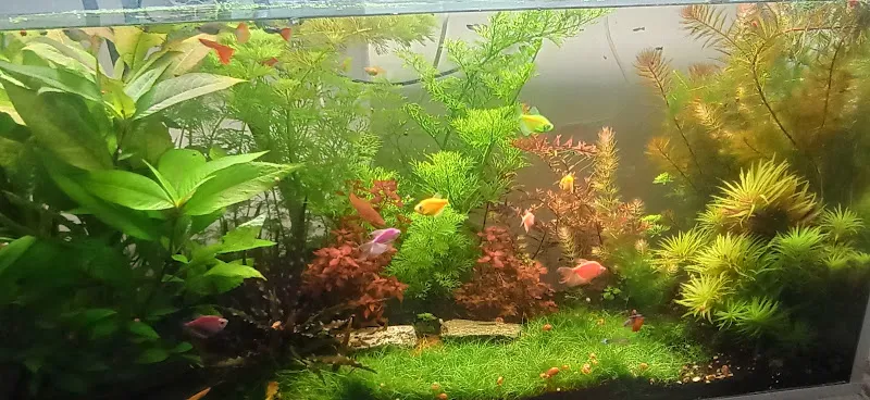 Anil Pet Shop foto 2