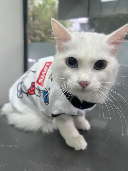 ParkVet Veteriner Kliniği foto 2
