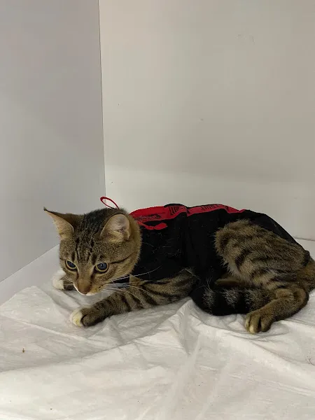 PET VİTA | Antalya Veteriner Kliniği foto 1
