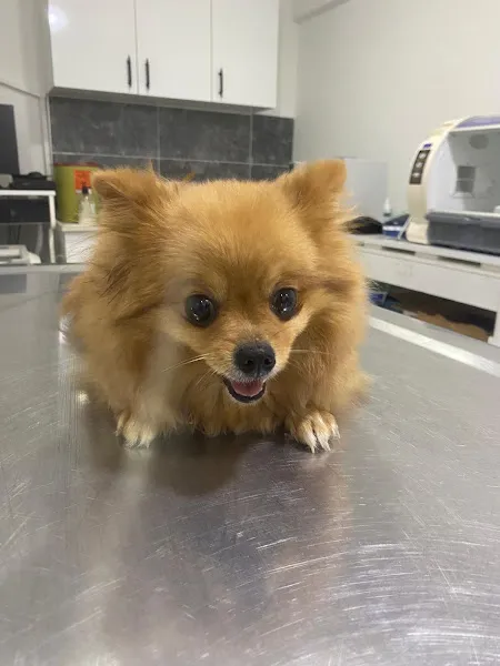 PET VİTA | Antalya Veteriner Kliniği foto 2