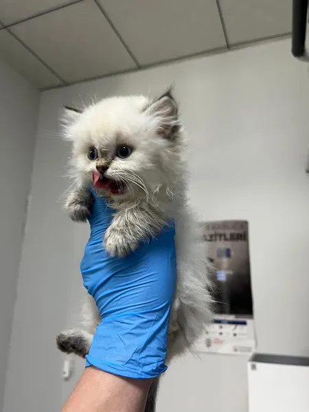 Sağlam Veteriner Kliniği foto 2
