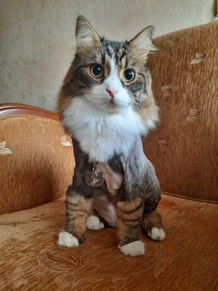 Türkoğlu Veteriner Kliniği foto 2