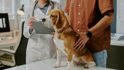 ÖZEL İzmir Veteriner Ortopedi Kliniği Vetcor fotoğrafı