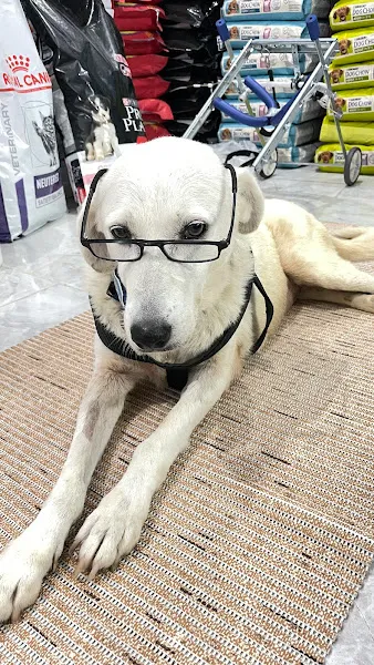 Yeni Foça Feniks Veteriner Kliniği foto 1
