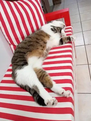Mayavet Veteriner Kliniği