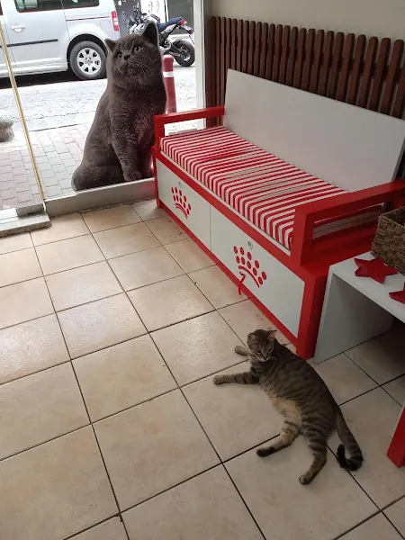 Mayavet Veteriner Kliniği foto 2