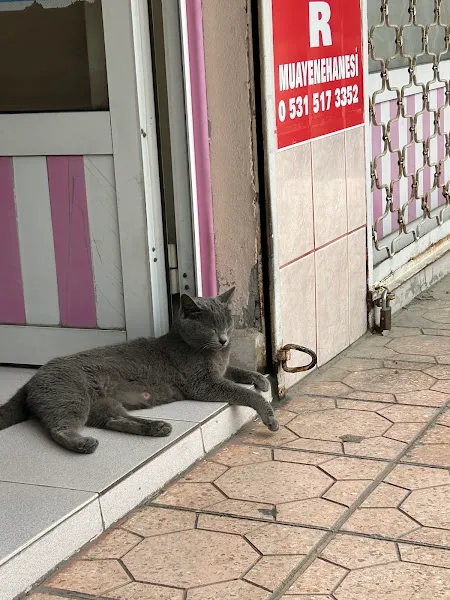 Peker Veteriner Kliniği foto 2