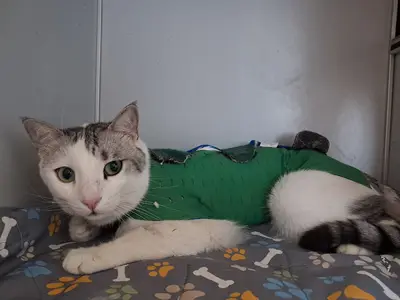 Pamuk Veteriner Kliniği fotoğrafı