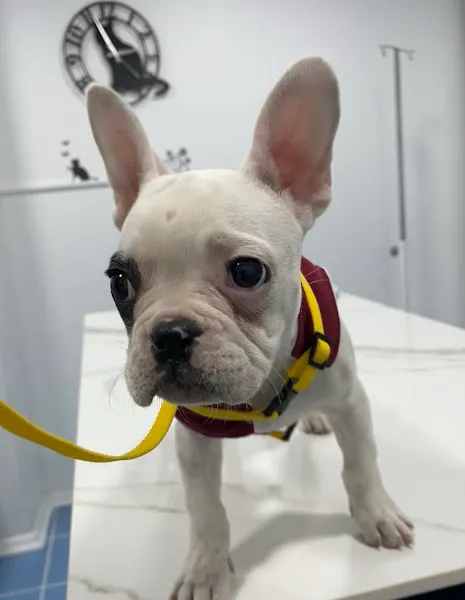 Damla Veteriner Kliniği foto 2
