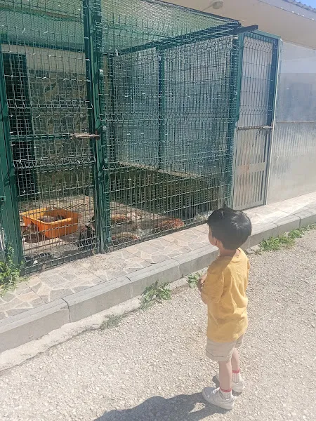 Kastamonu Belediyesi Geçici Hayvan Bakımevi foto 2