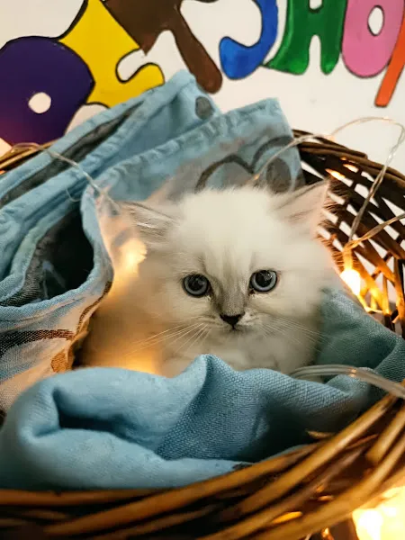 ELAZIĞ TOM & JERRY PETSHOP foto 2