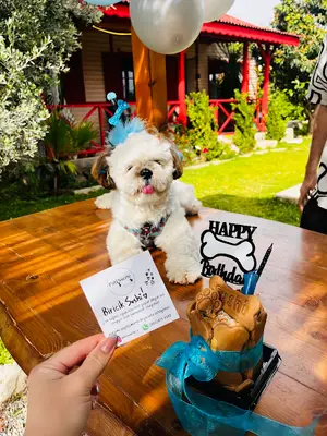 PatisserieStore (Köpek ve Kedi Doğum Günü Pastaları)