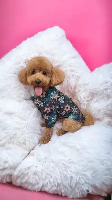 Pet Pati Palas Veteriner Muayenehanesi fotoğrafı