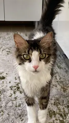 Samsun Kedi Oteli