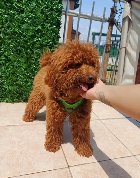 Arwen Dog Academy - Kocaeli Köpek Eğitim & Köpek Oteli foto 1