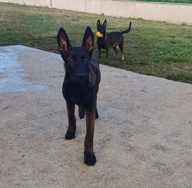Arwen Dog Academy - Kocaeli Köpek Eğitim & Köpek Oteli foto 2