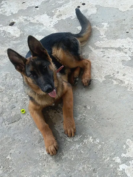 Antakya K9 Köpek Eğitim Okulu ve Köpek Oteli foto 1
