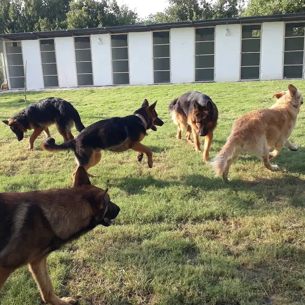Antakya K9 Köpek Eğitim Okulu ve Köpek Oteli foto 2