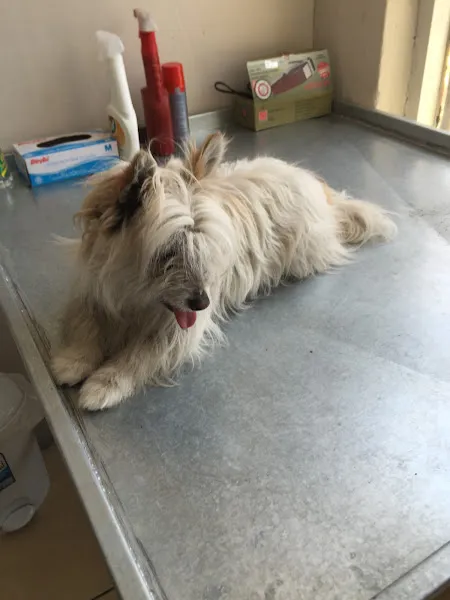 Anka Veteriner Kliniği foto 2