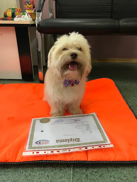 Active Kennel Köpek Eğitim Psikoloji Merkezi-Suit Odalı Pet Otel foto 2