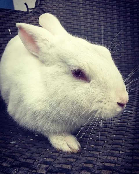 Erol Veteriner Kliniği foto 2