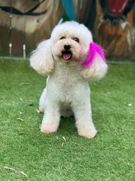Köpek Eğitim Merkezi Denizli foto 2