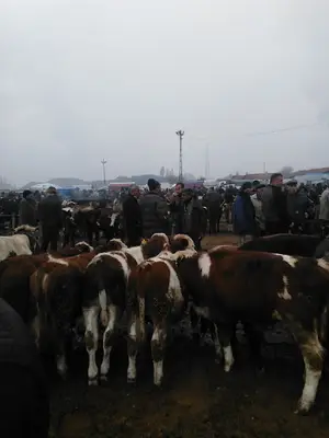 Çorum Canlı Hayvan Pazarı