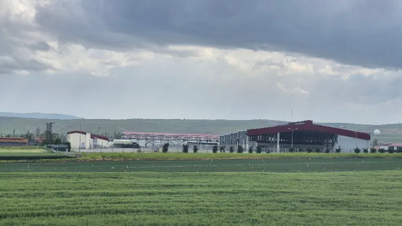 Çorum Canlı Hayvan Pazarı foto 2
