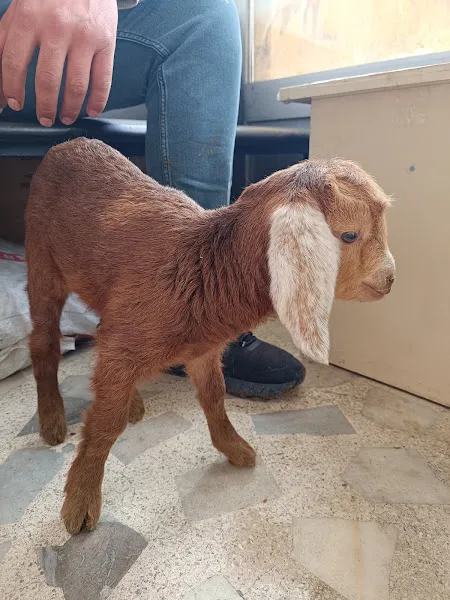 Ağrı yazıcı veteriner kliniği foto 2
