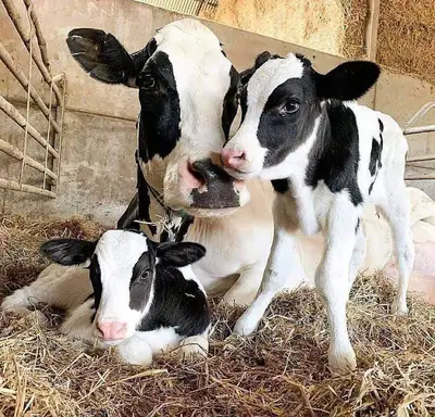 Toros Veteriner Kliniği fotoğrafı