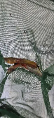 Maviş petshop