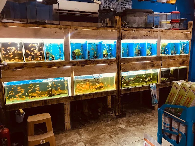 Mavi petshop bartın foto 2